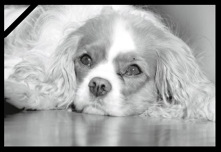 Lady